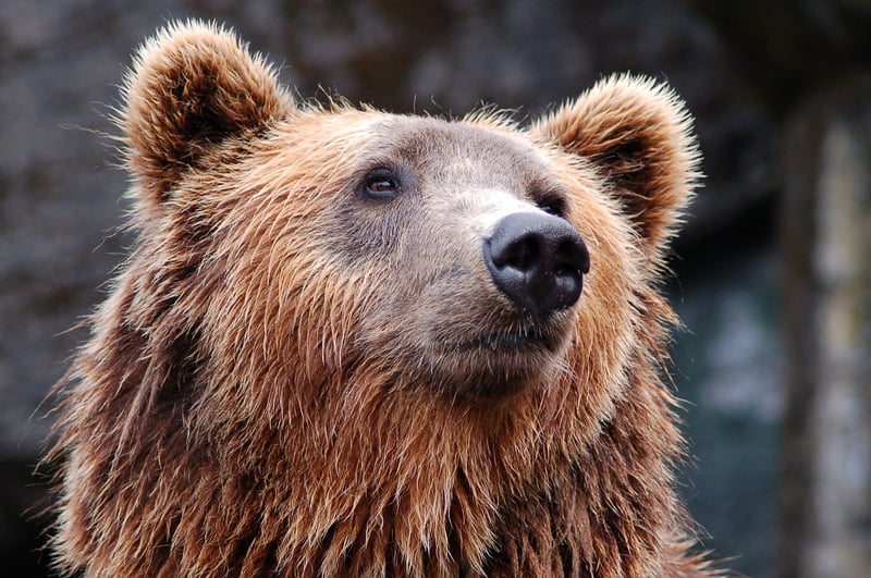 Bear Qi Gong