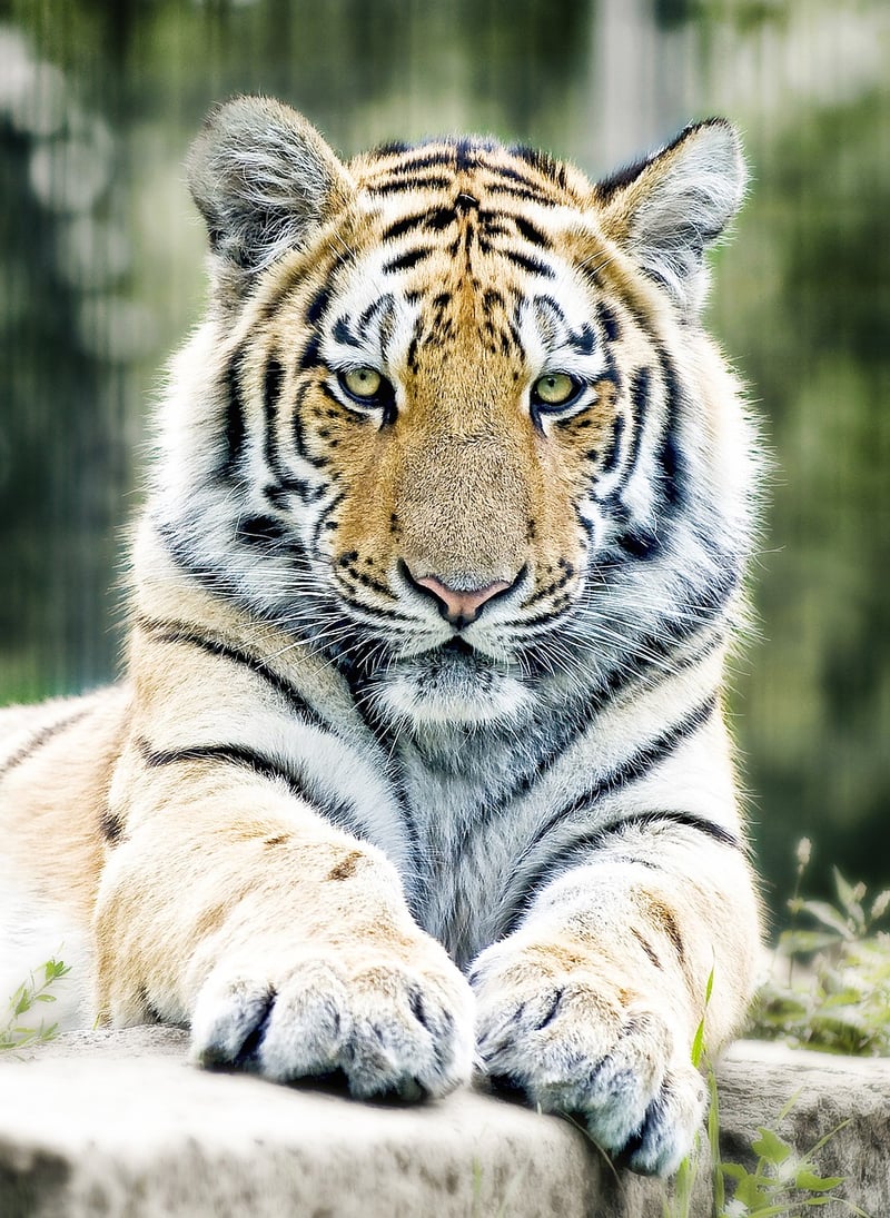 Tiger Qi Gong